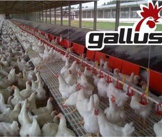 Nidos Automaticos para gallinas ponedoras y reproductoras